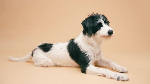 Black and White Shaggy Terrier Dog Lying on a Studio Background