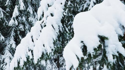 Von Schnee bedeckte Kiefernzweige