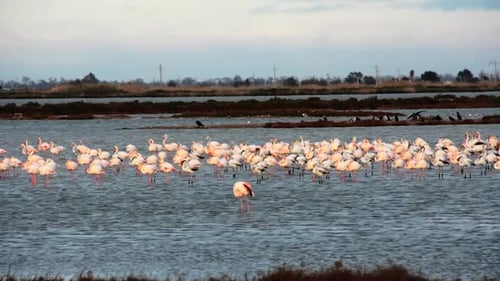 Groupe de flamants roses au lac de La Tancada dans le parc naturel du delta de l'Èbre