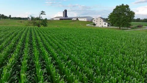 Corn field at rural American farm. Aerial establishing shot of farmland during summer with homestead