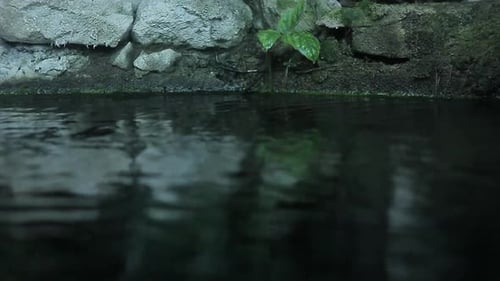 A little pool in the center of the garden. The sky is clouded and soft light enters the garden throu