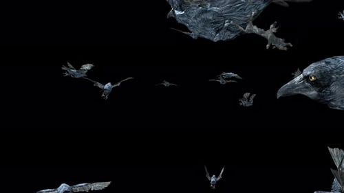 Abstract Stylized Birds Flying on Alpha Channel