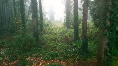 Luftaufnahme aus der Vogelperspektive, bei der die Kamera in nebelverhangenem Nebel nach vorne durch eine Baumreihe fährt I