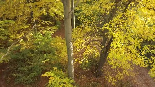 Autumn Forest with Bright Orange and Yellow Leaves