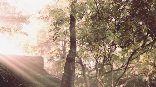 Sun Shines Through Forest Trees