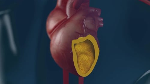 Detailed illustration of human heart with highlighted left ventricle