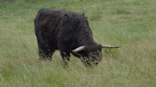 Majestic Highland Cattle Grazing in Green Field