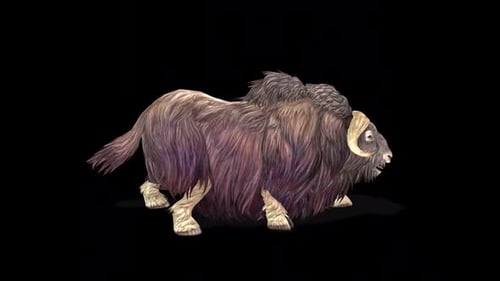Animated 3D Musk Ox Standing and Turning Head on Black Background