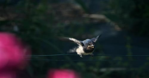 Barn swallows (Hirundo rustica) feeding chicks, Southern France
