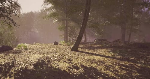 Walking Through a Serene Sunlit Forest Path