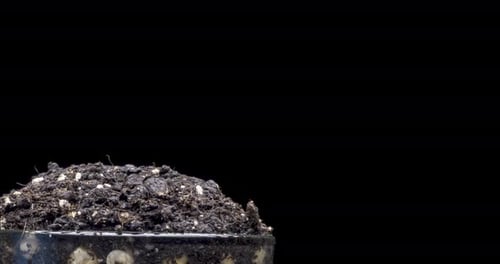 Time Lapse of Pea Plants Sprouting in Soil