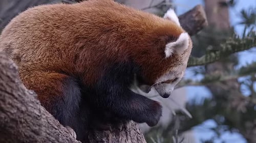 Red panda (Ailurus fulgens) feeding on a tree. Side view, slow mo footage