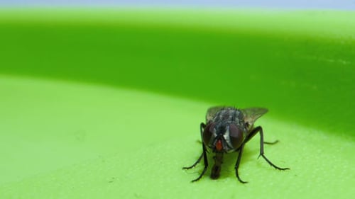 Macro View of Fly Cleaning Itself