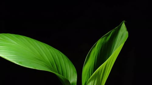 Leaf Unfurling on Black Background, Botanical Growth