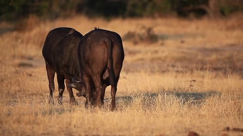 Two African Cape Buffalo males have mock fight in Kruger National Park