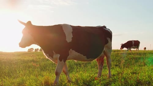 Cow Standing in a Grassy Field at Sunset