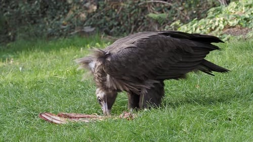 Banquet of Cinereous vulture in grass (Aegypius monachus)