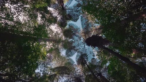 Looking up at tall New Zealand tree fern canopy in lush forest, slowmo