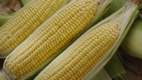 Close Up of Fresh Yellow Corn on the Cob