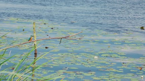 Martin-pêcheur perché sur une branche au-dessus d'un étang idyllique en Frise aux Pays-Bas, vue frontale grand angle