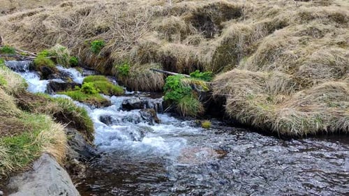 Small River With Clear Water Flowing Through Green Moss