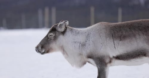 Side view of a reindeer, Sweden