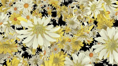 Übergang zur Daisy-Explosion