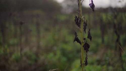 Withered Plant in Autumn Field dry, dark leaves contrasting against the blurred background