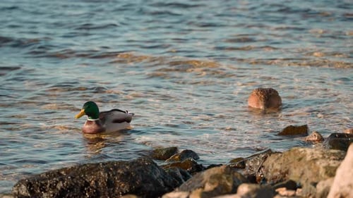 A group of wild ducks swims in clear water near a rocky river bank.