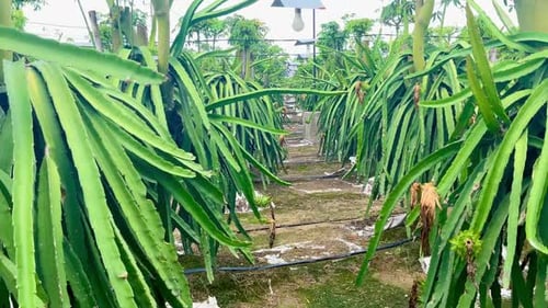Rows of Dragon Fruit Cactus on Rural Farm