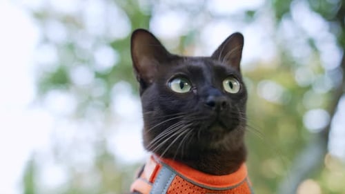 Domestic cat with green eyes wearing orange harness. Beautiful black feline head close up.