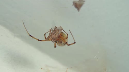 Close-up of a brown widow spider (Latrodectus geometricus) on her web with prey.