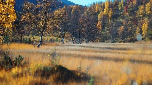 A tranquil autumn landscape with birch trees displaying golden foliage amidst a sunlit field. Parall