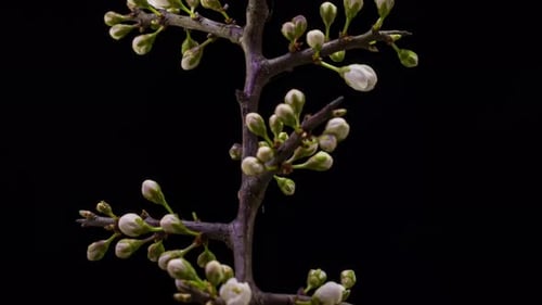 Closeup of branch with apple blossoms