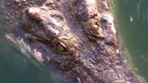Krokodilkopf schwimmt im grünen Sumpfwasser, schlammiger Sumpffluss, Thailand, Asien