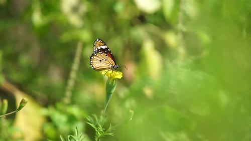 Butterfly Resting on a Yellow Flower in Nature
