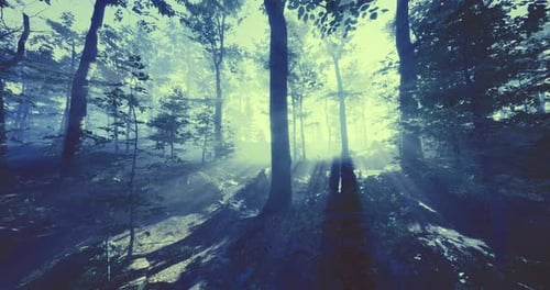 Mysterious Forest Bathed in Soft Sunlight During Early Morning Hours
