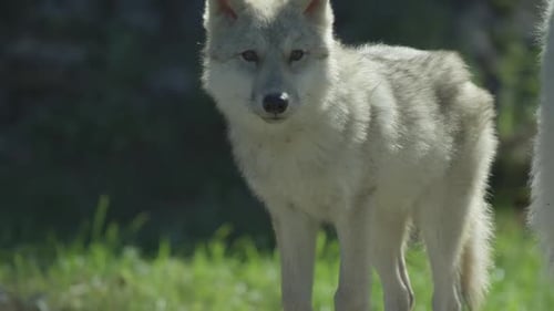 Canadian Wildlife - tilt up arctic wolf close up