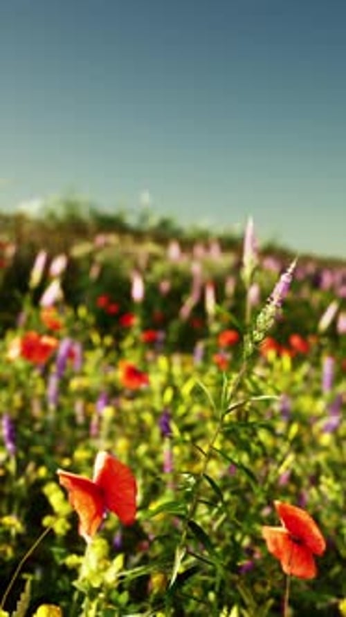 A Vibrant Field of Flowers Under a Clear Blue Sky