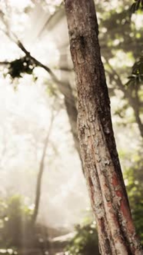 Sun Shines Through Trees in Forest