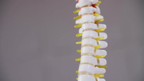 Modèle de colonne vertébrale humaine avec nerfs en gros plan