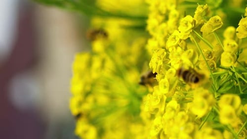 Vertikales Video: Biene sammelt Pollen auf einer gelben Blume
