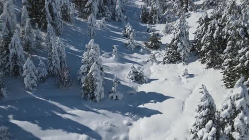 Schneebedeckte Bäume aus der Luft