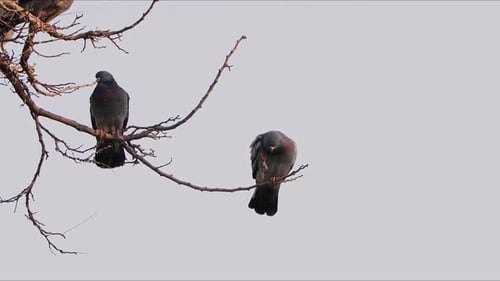 Tier, Vogel, Tauben auf einem Baum (1)
