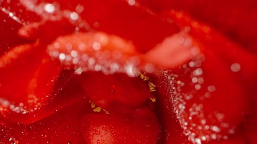 The camera is inside the red rose petals, it rotates and water droplets fall on it. Macro shot.