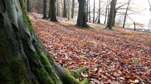 Herbstwald, Wald, Herbstlaub, lebendige ländliche Landschaft, Dolly direkt hinter einem moosigen Baum