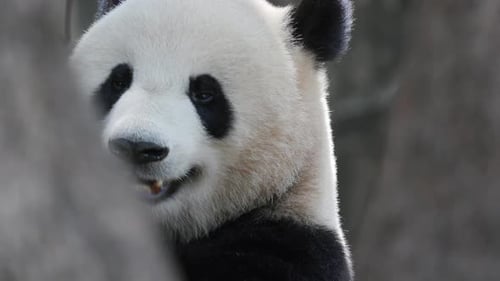 Panda Close Up Eating