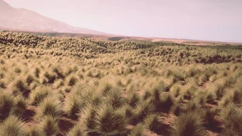 Spot très isolé recouvert d'herbe de Spinifex dans le désert du Grand Victoria