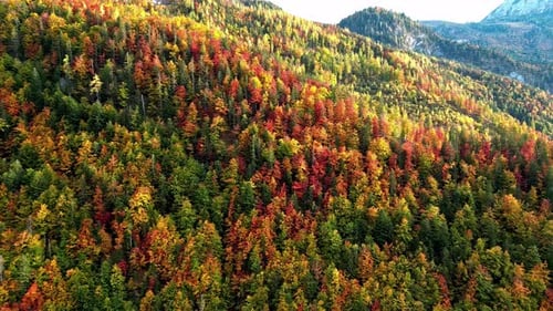 Aerial Drone View of Vibrant Colourful Autumn Mountain Foliage and Trees