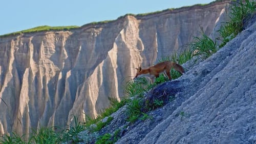 Beautiful Fox in Mountains in Summer Clip Beautiful Scenic View of Sandy Mountains with Greenery and